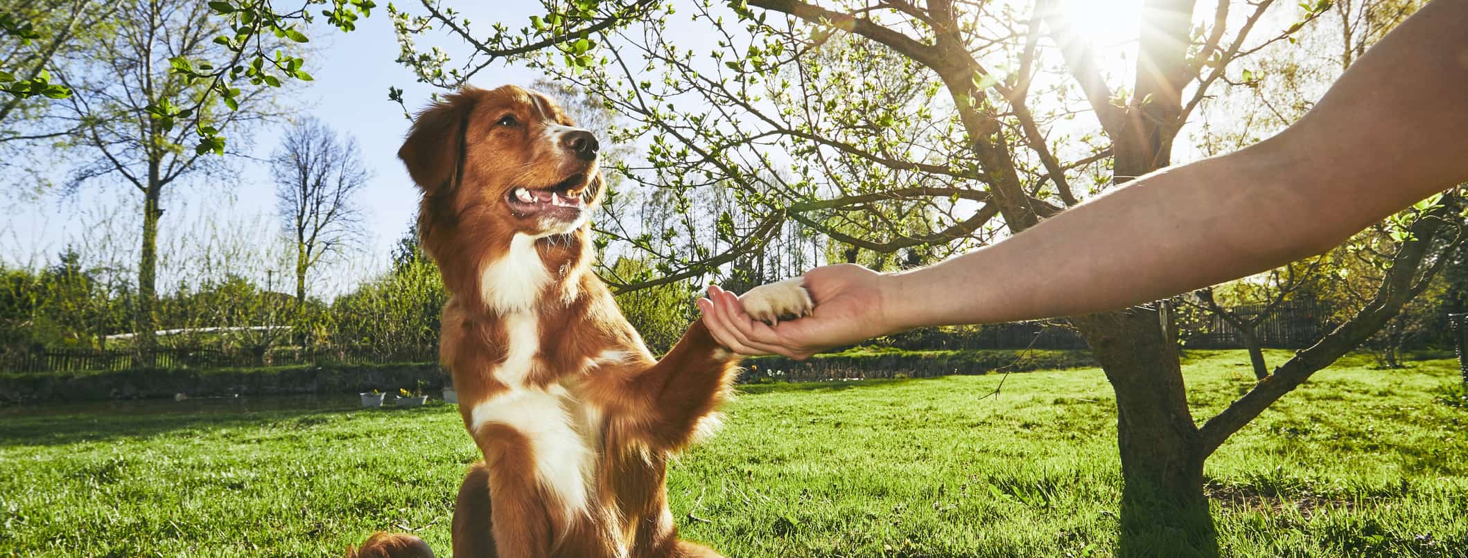 Dog to Dog Introduction Training Phoenix: Expert Tips